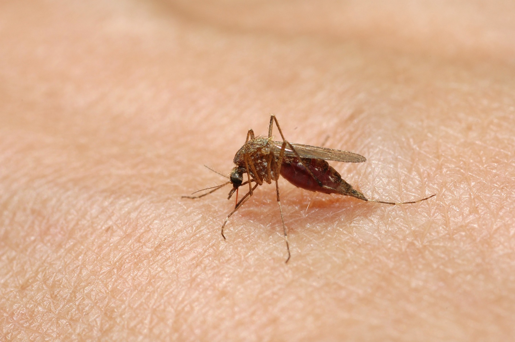 Avertisment: Țânțarii sunt activi și toamna. 83 de cazuri de West Nile în România și 5 decese
