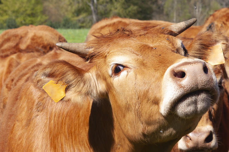 Comisia Europeană aprobă ajutoare de stat de 52 milioane euro acordate de România crescătorilor de bovine afectaţi de creşterea preţurilor la combustibili