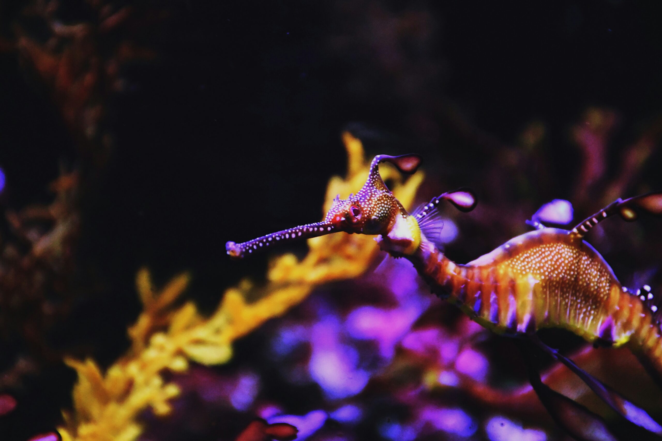 Peste 1600 de dragoni de mare au murit în Australia de Sud, în cea mai gravă mortalitate în masă din istoria speciei / Care e cauza