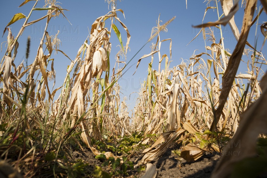 Seceta împinge spre faliment fermele din Bihor / ”Se strânge lațul și n-are nimeni nicio soluție” / Peste vară au căzut doar 3,8 l/mp, cu 94% sub normalul climatic